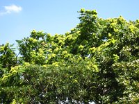 summer photograph Hemelboom__Ailanthus_altissima__Tree_of_heavenimg_1419.jpg