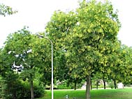 foto bomen: leguminosafamilie 