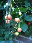 summer photograph Morel__Prunus_cerasus__Sour_cherryimg_5444fruit.jpg